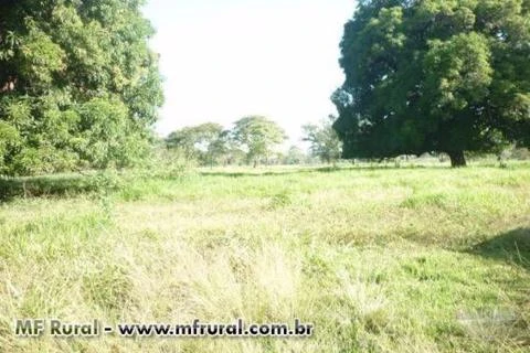 Fazenda em Buritizeiro