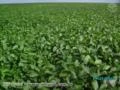 Fazenda no PIAUÍ, produzindo soja a mais de 14 anos