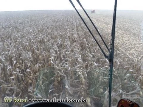 Fazenda no PIAUÍ, produzindo soja a mais de 14 anos
