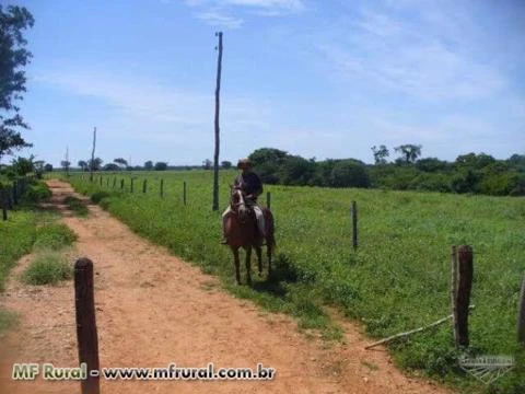 Fazenda localizada em Quém Quém, região de Janaúba-MG