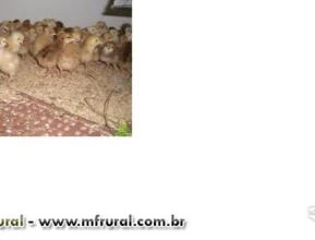 Pintinhos de galinhas poedeiras Embrapa 051