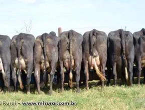 Vacas Leiteiras Girolando 1/2 sangue - Primeira Cria - Produzindo 30 litros/ dia