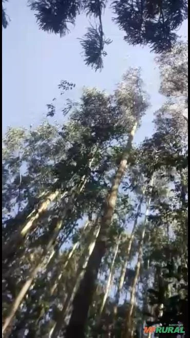 Fazenda com reflorestamento no Paraná