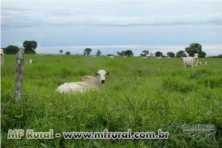 Fazenda GO com 6.000 hectares