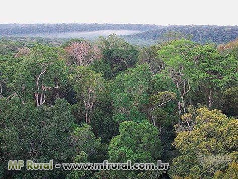 400.000 hectares de Floresta Amazônica