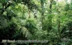400.000 hectares de Floresta Amazônica