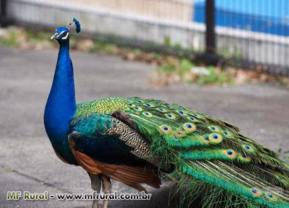 OVOS DE PAVÃO