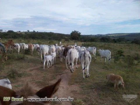 Fazenda Próximo a Luziânia as Margens do Corumba III - 358ha