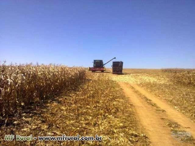 Fazenda Para Lavoura com 420ha com Pivô para Irrigação