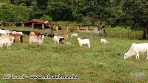 Fazenda Próximo a Brasília com 581Ha