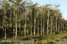 Arvores de Cedro Australiano