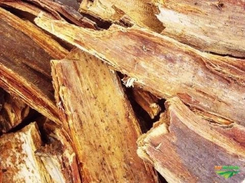 PROCURO CASCA IPE ROXO Imagem PROCURO CASCA IPE ROXO