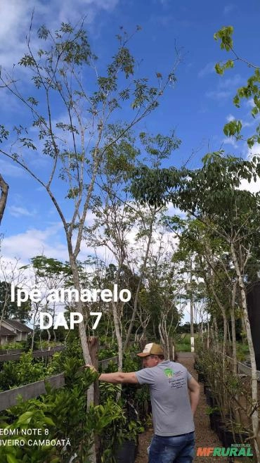 Imagem Árvores nativas adultas Imagem Árvores nativas adultas