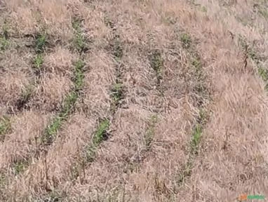 Fazenda 200 hectares em Palmeira / Otacílio Costa - Santa Catarina