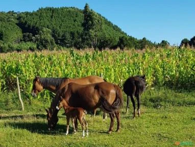 Fazenda 200 hectares em Palmeira / Otacílio Costa - Santa Catarina