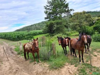 Fazenda 200 hectares em Palmeira / Otacílio Costa - Santa Catarina