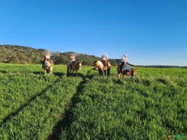 Fazenda 200 hectares em Palmeira / Otacílio Costa - Santa Catarina