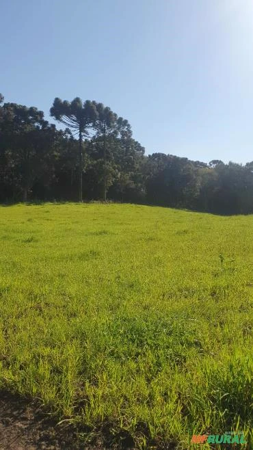Fazenda 200 hectares em Palmeira / Otacílio Costa - Santa Catarina