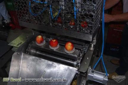 Máquinas extratoras de miolo de frutas
