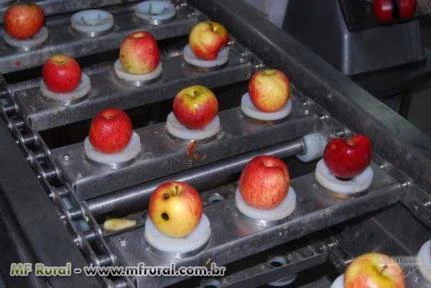 Máquinas extratoras de miolo de frutas