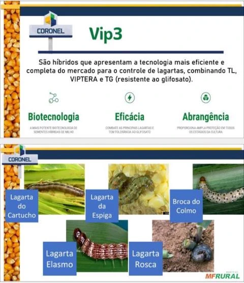 Milho Híbrido Coronel Vip3 Produce - 60.000 sementes