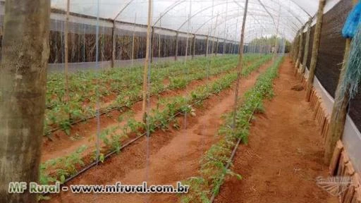 Fazenda Tupã - 17 ha - para agricultura e pecuária