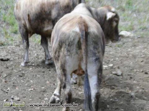 FAZENDA ROCHEDO. A PORTEIRO DO BOI GORDO