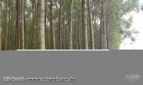 floresta de eucaliptos