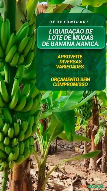 MUDAS DE BANANA Imagem MUDAS DE BANANA