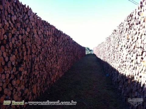 Imagem Lenha de eucalipto Imagem Lenha de eucalipto