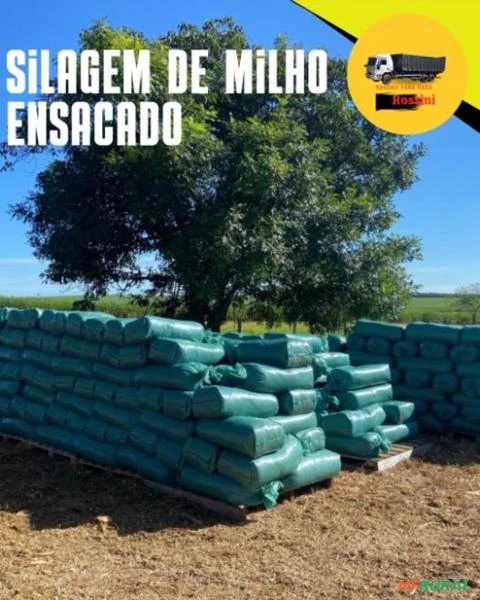 Silagem milheto silo milho silo cana silo abacaxi