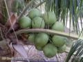 COCO VERDE Imagem COCO VERDE