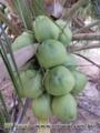 COCO VERDE Imagem COCO VERDE