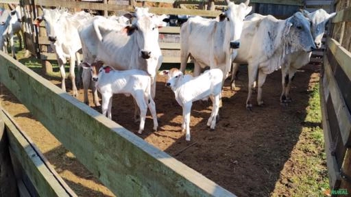 Lote de Bezerros Nelore Imagem Lote de Bezerros Nelore