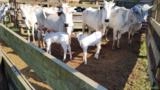 Lote de Bezerros Nelore Imagem Lote de Bezerros Nelore