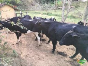 Vacas girolando alto padrão