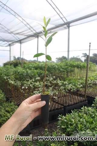 Mudas nativas Imagem Mudas nativas