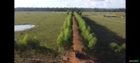 Fazenda dupla aptidão 342,72 Hectares escriturada e destocada  na região de Alto Paraíso - RO