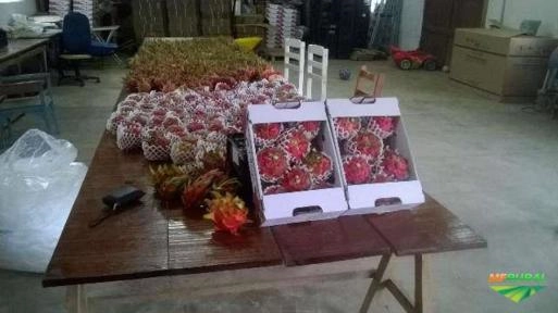 FRUTA PITAYA POLPA VERMELHA Imagem FRUTA PITAYA POLPA VERMELHA