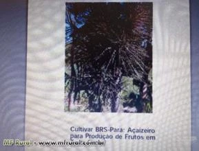 Mudas de Açaí - Cultivar BRS - Pará