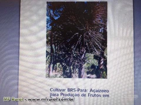 Mudas de Açaí - Cultivar BRS - Pará Imagem Mudas de Açaí - Cultivar BRS - Pará