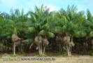 Mudas de Açaí - Cultivar BRS - Pará Imagem Mudas de Açaí - Cultivar BRS - Pará