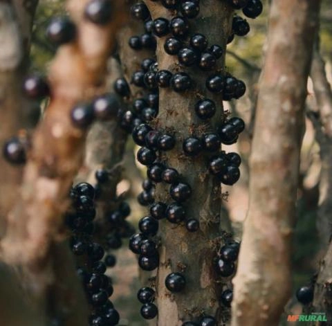 Jabuticaba congelada Imagem Jabuticaba congelada