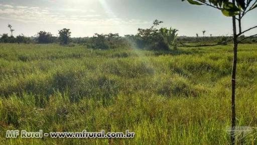 Fazenda em Bragança no Pará - Oportunidade