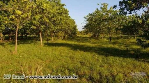 Fazenda em Bragança no Pará - Oportunidade