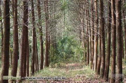 Fazenda em Bragança no Pará - Oportunidade