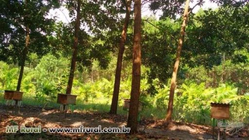 Fazenda em Bragança no Pará - Oportunidade