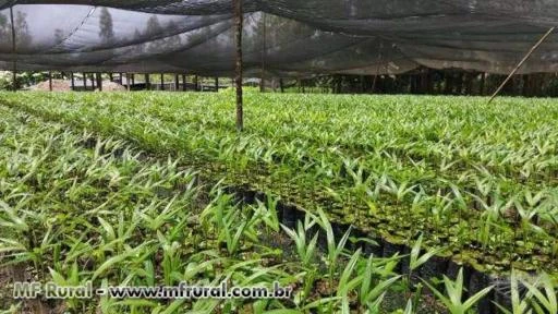 Fazenda em Bragança no Pará - Oportunidade