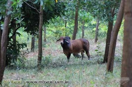 Fazenda em Bragança no Pará - Oportunidade