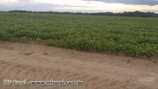 Fazenda em Bragança no Pará - Oportunidade